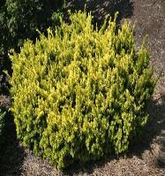 Low flat green spreader, with foliage that resembles arborvitae. Bronze winter color. Shade tolerant. # 12392 #2.. 41.