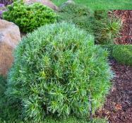 Foliage: Yellow New growth on this low growing Japanese Yew bursts a brilliant golden color, then the plant turns green.