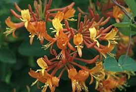 Lonicera x brownii Dropmore Honeysuckle Height: 10-20 Flower: Orange Fruit: Red Bright orange-scarlet tubular flowers from June to Sept.