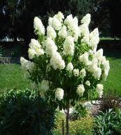 This tree is an excellent accent plant for the home landscape. #65309 #7.182.