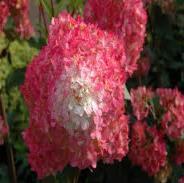 95 Vanilla Strawberry Hydrangea Tree Zone: 4-8 Hydrangea paniculata Renhy Height: 6-7 Flower: Red-pink Shape: Upright Foliage: Med gr.