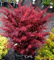 Shape: Upright Foliage: Red-burgundy Fall Color: Burgundy Light: Sun Large showy foliage emerges red in spring w/fine yellow margins.