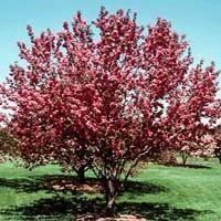 #65844 #7 149.95 Double Flowering Plum Tree Zone: 2-7 Prunus triloba Height: 10-12 Flower: Dbl.