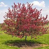 Matures quickly as a young tree. Excellent resistance to scab, fireblight and cedar-apple rust. #29983 #7 145.