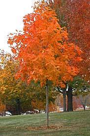 Spread: 40 Fall: Org-Red Shape: Dense oval head Hybrid of silver and red maple with ascending branches, rapid growth, drought tolerance, ability to