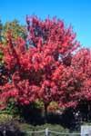 Red Provides soothing shade in the summer and extends the fall season with later fall color than other maples.