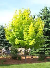 95 Royal Red Maple Zone: 4-7 Acer platanoides Royal Red Height: 35-40 Foliage: Br.