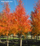 autumn Blaze. Uniform branching habit and vigorous grower. Tolerant of alkaline, acidic & wet soil conditions.