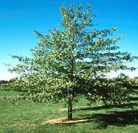 Green Spread: 50 Fall: Red to Brown Shape: Round The fastest growing oak and one of the easiest to transplant.