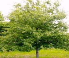 95 White Oak Zone: 3-9 Quercus alba Height: 60-80 Spread: 60-80 Fall: Purple Red The white oak is strong, disease resistant