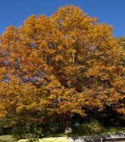 95 POPLAR Robusta Poplar Zone: 3-9 Populus canadensis Robusta Height: 40-60 Foliage: Gr. Spread: 30-40 Fall: Insig.