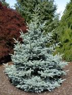 Pinus cembra Tannenbaum Height: 15 Shape: Broad Upright Width: 12 Foliage is a rich green with a hint of gray/blue, even during the winter months.