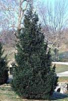 95 Fat Albert Blue Spruce (Iseli) Zone: 3-7 Picea pungens Fat Albert Iseli Height: 25 Shape: Broad Upright Width: 15 Foliage: Blue This