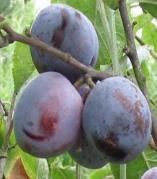 URE - Fruit is green-yellow, very juicy and 2 in diameter. Good for eating and canning.pollinator for Golden Spice. Ripens: Mid-August Zone: 3-7 PLUMS $61.95 BLACK ICE - Late spring bloom.