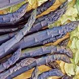 PURPLE PASSION tender spears are a beautiful deep burgundy in color. More tender, mild and sweet than standard varieties.