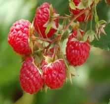 of antioxidants and Vitamin C. Needs Cinderella for fruit set. Gets 4 tall. Ripens: Early Summer Zone: 3-8 RASPBERRIES 5 For $48.95 (Ht.