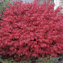 winter twig color. Great as specimen or hedging. Nice full shrub in Summer. #08060 #2. 35.