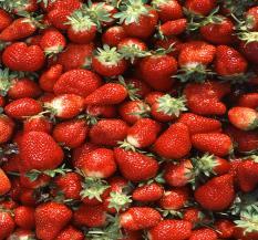 STRAWBERRIES (25) per pot $16.99 *Available in our Nursery JUNEBEARING These strawberry varieties produce one large crop in the month of June. Great for fresh, eating, canning and freezing.