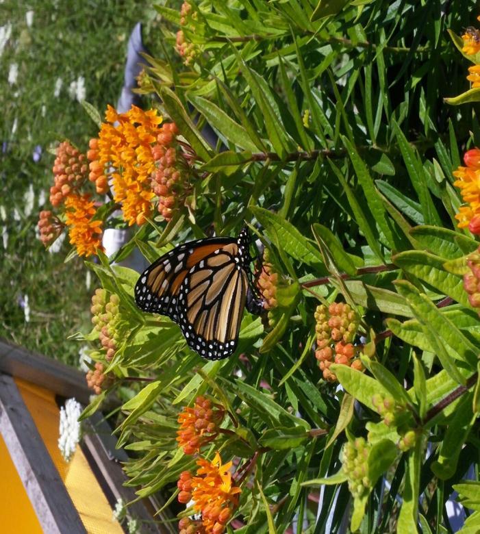 lands atop of a butterflyweed flower (type of milkweed) to collect pollen and to lay her eggs.