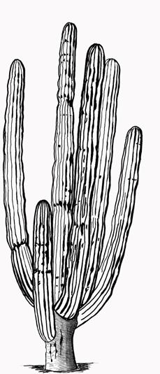 Cactus Family (Cactaceae) Pachycereus pringlei Elephant Cactus, Cardón A slow-growing, tree-like, columnar cactus that can reach at least 15 m high.