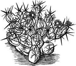 Cactus Family (Cactaceae) Grusonia invicta (Opuntia invicta) Club cholla, Dagger cholla, Casa rata This is a stout, many-stemmed, cactus 20-45 cm H, with erect, decumbent or spreading stems that