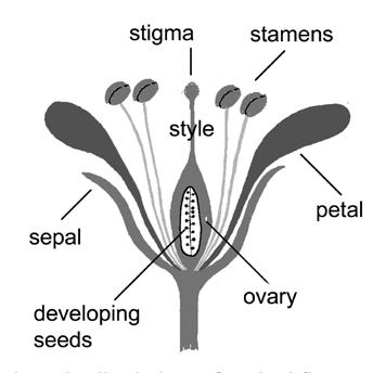 Typical Composite Head Disk floret of composite Longitudinal view of typical flower Areole place on the cactus stem/pad where the spines and glochids are located and from which flowers generally
