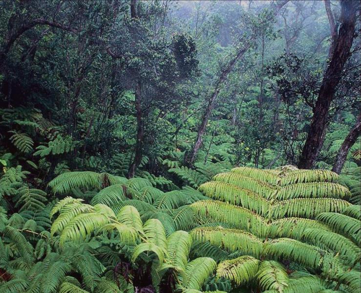 Weed Biocontrol for Hawaiian Forests Tracy Johnson