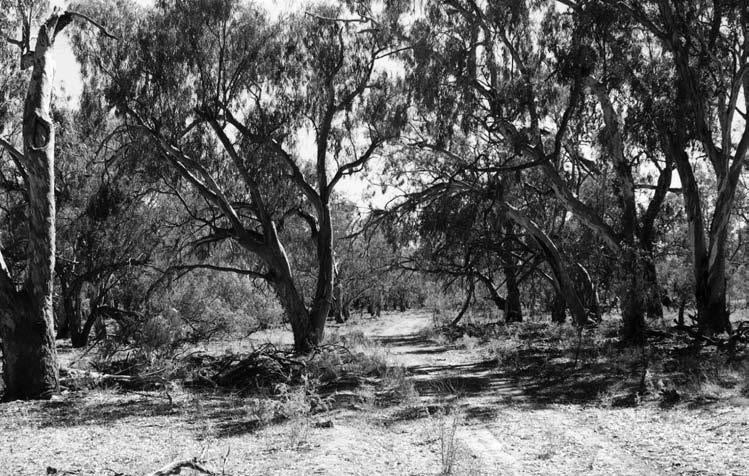 6 Cunninghamia Vol. 7(1): 2001 Fig. 2. Eucalyptus camaldulensis open-woodland occurs as a narrow strip along the Darling River.