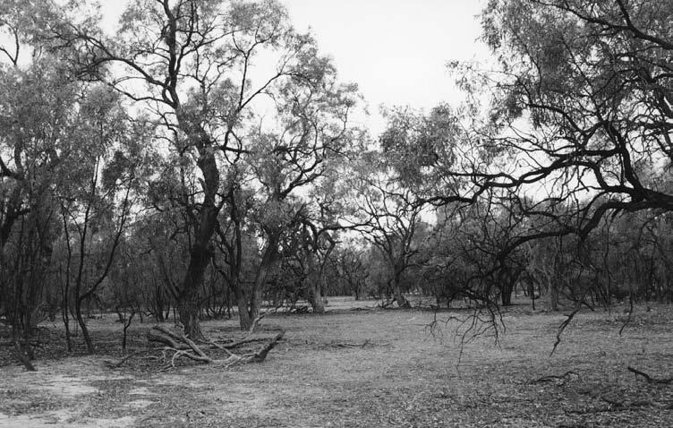 Westbrooke, Kerr and Leversha, Kinchega National Park, western NSW 7