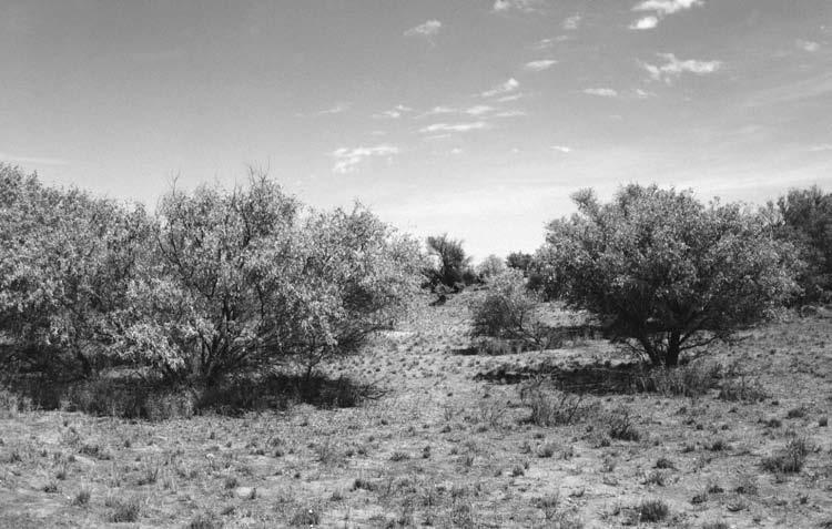 recent regeneration. Fig. 6. Areas of Acacia victoriae subsp.