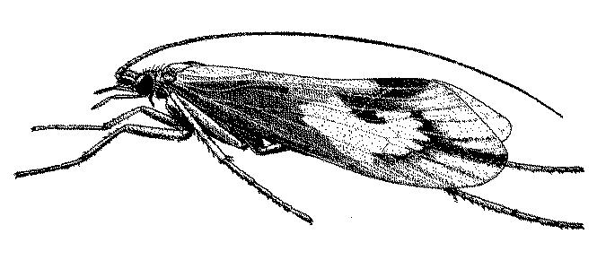 Order Trichoptera about 7,000 species described forewings and hindwings similar, densely covered with hairs antennae long, often held forward Habitat adults usually near water or at lights; immatures