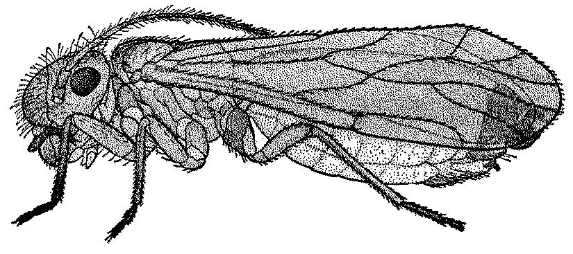Optional - Order Embiidina about 200 species described front and hindwings very similar antennae shorter than body, threadlike basal tarsomere of foreleg swollen (silkproducing) Habitat semi-social