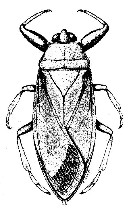 Order Phthiraptera about 5,500 species described wingless, strongly flattened dorsoventrally external parasites of birds and mammals mouthparts piercing, sucking, and modified chewing tarsi 1-2