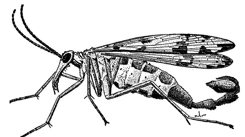 Superorder Mecopteroidea Order Mecoptera about 500 species described forewings and hindwings similar, sometimes absent face elongated predaceous or omnivorous males with bulbous genital capsule at