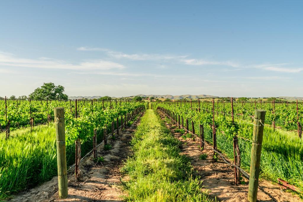 The 130+ premium, level acres which include premium Cabernet Sauvignon, Merlot, and Syrah grapes were developed and perfected by Steve Carter of J.Lohr Winery.