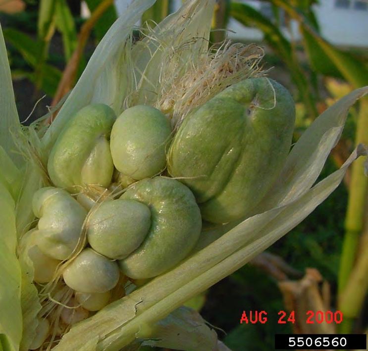when mature. Infections can also occur through wounds on stalks and leaves. The fungus survives on crop debris.