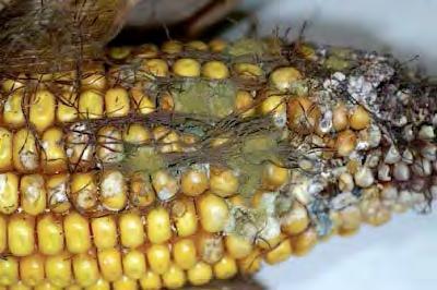 The problem is more severe in drought stressed corn.