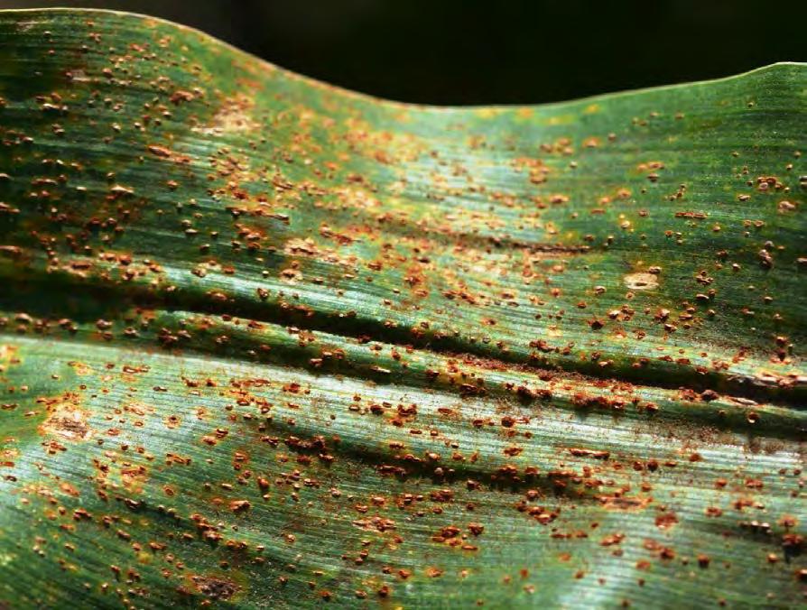 MAIZE DISEASES VII Common Corn Rust Fungus: Puccinia sorghi Pathogen/Disease description: This disease is