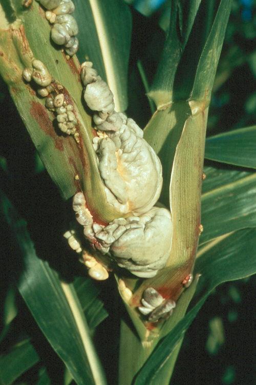 Common Smut- Ustilago maydis Symptoms: Galls develop on ears, leaves, stalk, or tassels Galls initially are covered with white to silvery tissue Interior of galls develop into