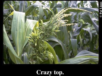 Crazy top The most characteristic symptom is the proliferation of leafy structures from the ears and/or tassels, In many cases, leafy protrusions
