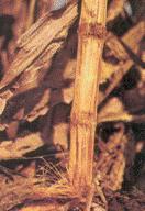 Fusarium stalk rot- Fusarium moniliforme Symptoms Affected plant wilts, leaves change from light to dull green, and the lower stalks become straw coloured.