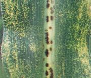 Brown spot - Physoderma maydis Symptoms The first noticeable symptoms develop on leaf blades and consists of small chlorotic spots, arranged as alternate bands of diseased and healthy tissue.