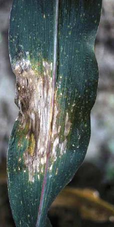 Gray leaf spot Cercospora