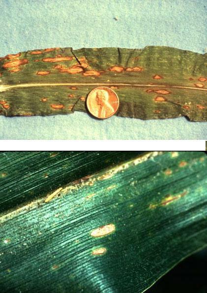 Anthracnose Leaf Blight - Colletotrichum graminicola Symptoms: Small, oval to elongated watersoaked lesions enlarge to become brown, spindle shaped spots with yellow to reddish-brown borders.