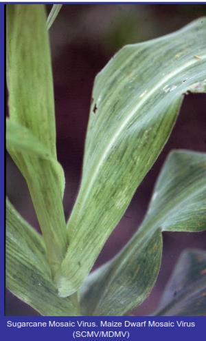 Maize dwarf mosaic (a potyvirus) This pathogen consists of 4 strains: C, D, E, and F Aphids (= 15 species) can transmit MDMV
