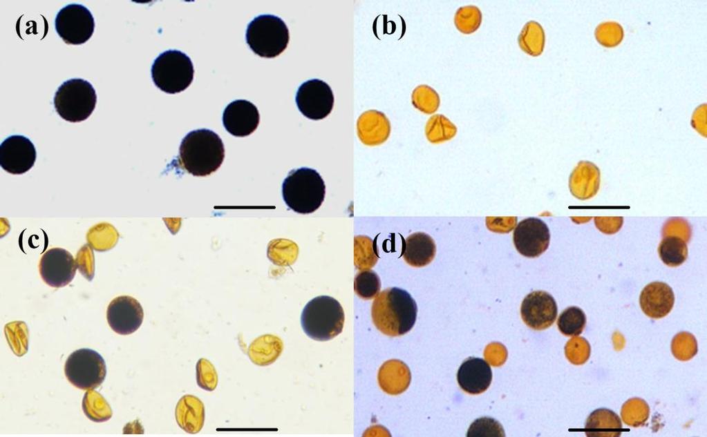 Supplementary Figure S1 Morphology of pollen grains used to determine their viability.