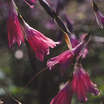 D. mossii is found in damp ground in south east Transvaal and Natal. This species is one of the earliest flowering of the Dieramas with claret red bells from June to August. The plants grow to 75 cm.