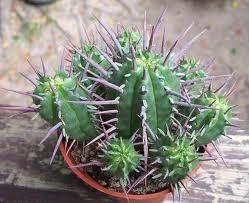 Euphorbia ferox Free plant Origin: South Africa