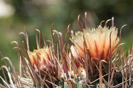 Ferocactus wislizeni Free plant Origin: USA (Arizona, New Mexico, Texas); Mexico (Sonora, Chihuahua) Aka Fishhook Barrel
