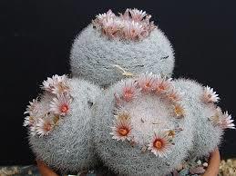 Mammillaria candida Origin: Mexico (Coahuila, Guanajuato, Nuevo Leon, San Luis Potosi, Tamaulipas) Aka Snowball Cactus Forms small